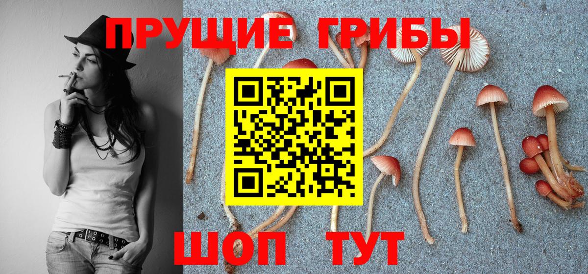 Псилоцибиновые грибы GOLDEN TEACHER Краснознаменск